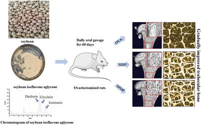 Effects of soybean isoflavone aglycone on osteoporosis in ovariectomized rats